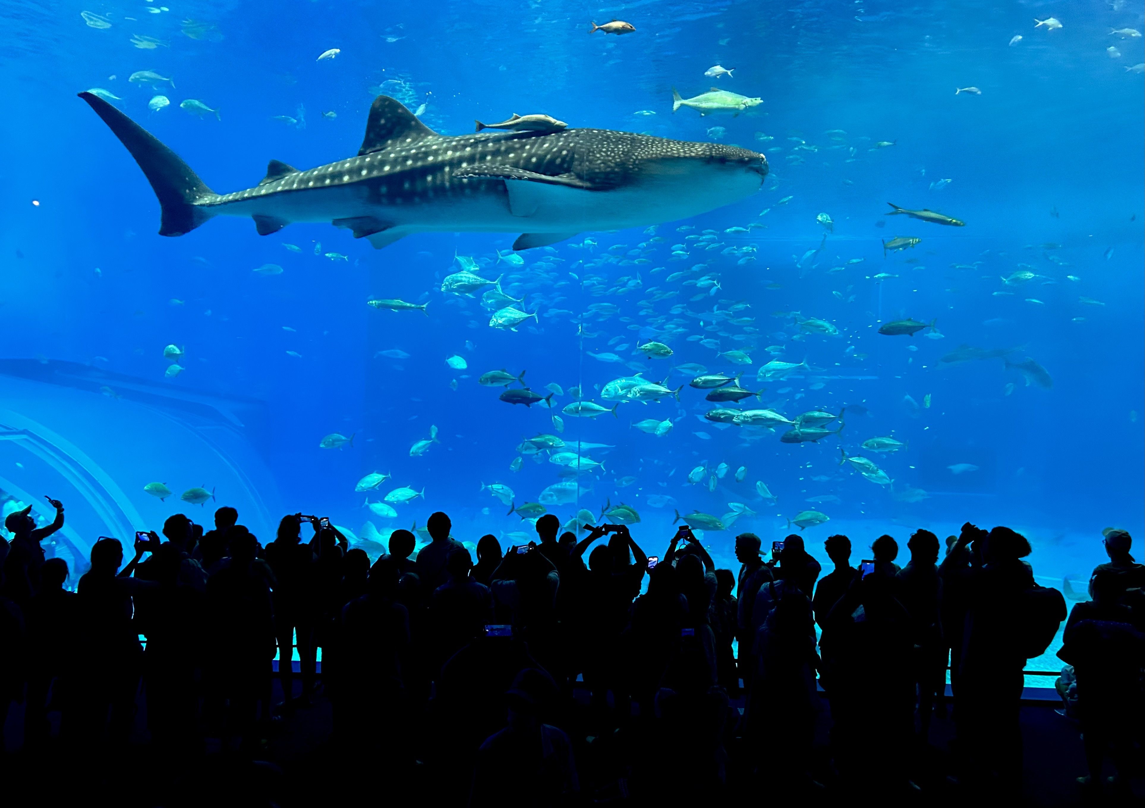 今月のPickUp水族館